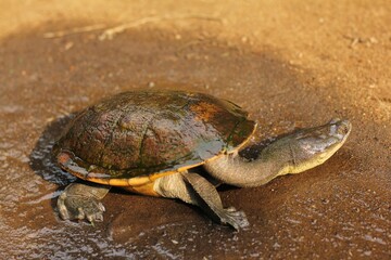 Snake-necked turtle is a critically endangered turtle species from Rote Island in Indonesia.