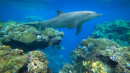 bottlenose dolphin and coral reef - 499828792