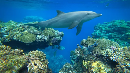 Schilderijen op glas bottlenose dolphin and coral reef © Happy monkey