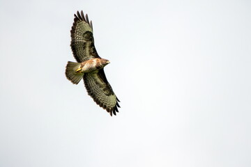 Bussard