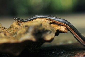 Rainbow Water Snake is a genus of slightly venomous, rear-fanged, snakes endemic to the tropical...