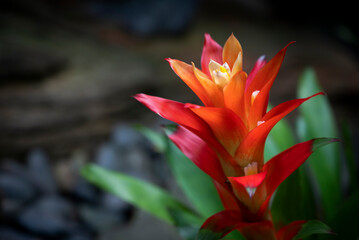 Obraz premium Close-up of orange Bromeliads flower is blooming in the tropical garden with copy space for text background. (Bromeliaceae)