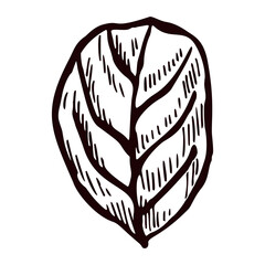 Engraved tree leaf in isolated white background. Vintage botanical autumn foliage in hand drawn style.