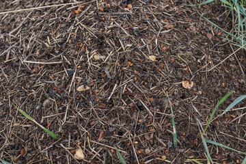 Wood Ant Anthill. Close-up of the army of red ants crawling in the nest, made from branches, seeds and straw