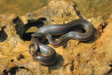 Rainbow Water Snake is a genus of slightly venomous, rear-fanged, snakes endemic to the tropical area of Indonesia-Australian region.