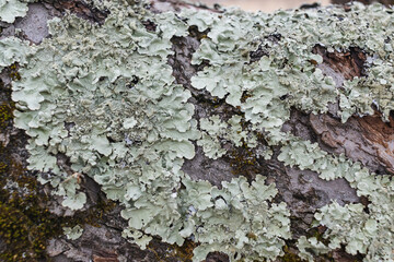 Hypogymnia physodes. Monk's-hood lichen. Lichen on tree branch in forest closeup selective focus