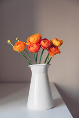 Beautiful fresh colorful red and orange ranunculus flowers in full bloom in vase against white background. Spring bouquet of buttercups. Copy space.