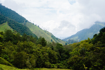Fototapeta na wymiar mountains in colombia, in the forest, natural scenery in salento cocora