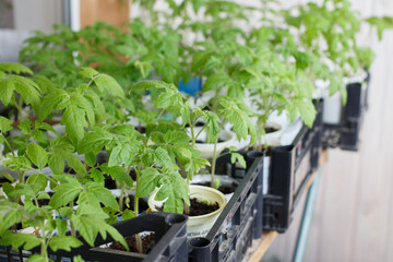 many tomato seedlings growing on on the balcony of the house