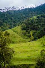 vertical photo of mountains with wax palms, national tree of colombia in cocora salento