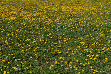 Beautiful yellow dandelions in nature. Spring