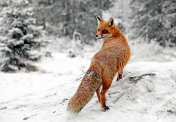 Red fox in snowy winter forest