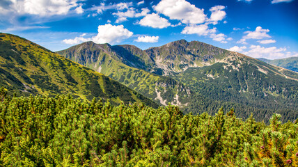 Mountain pine, hills and blue sky