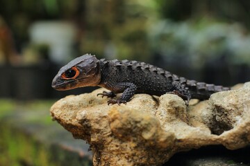 Red-eyed crocodile skink, is a species of skink that is sometimes kept as an exotic pet. The species is endemic to New Guinea, where it lives in a tropical rainforest habitat.
