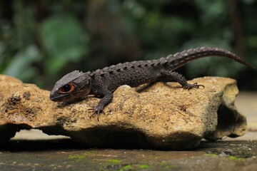 Red-eyed crocodile skink, is a species of skink that is sometimes kept as an exotic pet. The species is endemic to New Guinea, where it lives in a tropical rainforest habitat.