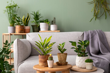 Stylish composition of home garden interior filled a lot of plants, succulents, air plant in different design pots. Green wall. Beige sofa with plaid. Template. Home gardening concept Home jungle.