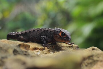 Red-eyed crocodile skink, is a species of skink that is sometimes kept as an exotic pet. The species is endemic to New Guinea, where it lives in a tropical rainforest habitat.