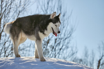 Fototapeta na wymiar Running Dog. Siberian husky dog portrait in sunny winter forest.