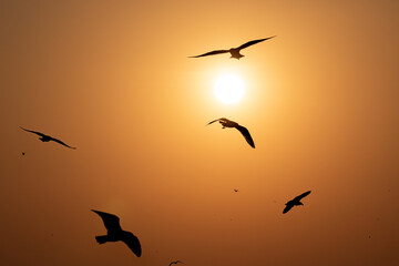 Flying seagulls with clear sky of sunrise in summer.