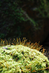 Small tree growing from rock covering by green moss.