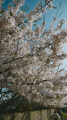 봄날의 벚꽃... 하지만꽃..
cherry blossoms  
spring