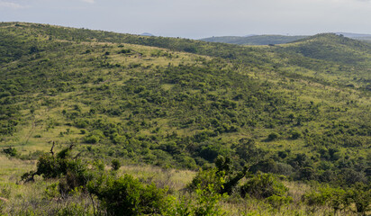 Fototapeta na wymiar Buschlandschaft Naturreservat Hluhluwe Nationalpark Südafrika
