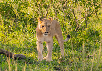 Löwin im Naturreservat im Hluhluwe Nationalpark Südafrika