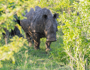 Nashorn im Naturreservat Hluhluwe Nationalpark Südafrika