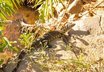 Nilwaran an einem Flussrand im Naturreservat Hluhluwe Nationalpark Südafrika