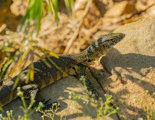 Nilwaran an einem Flussrand im Naturreservat Hluhluwe Nationalpark Südafrika