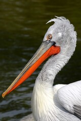 pelican on the beach