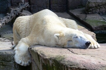 polar bear in zoo