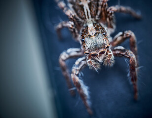 Pantropical Jumping Spider Plexippus paykulli macro close up photo