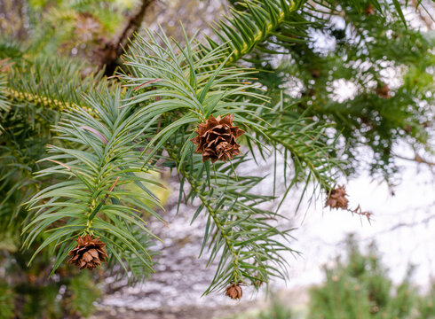 Cunninghamia lanceolata Glauca in spring in Poland