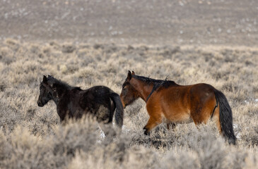 Wild Horses in Winter Near Challis Idaho