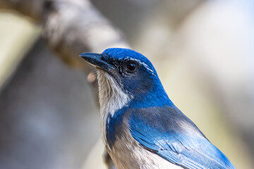 blue jay bird