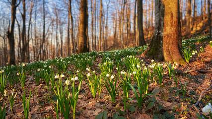 Leucojum vernum, called the spring snowflake, blooms in the Carpathian forest in spring. Delicate white flowers meet the dawn in the early morning
