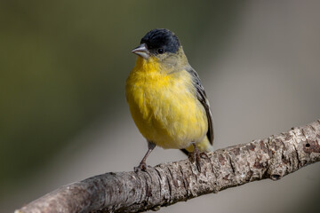 goldfinch on a branch
