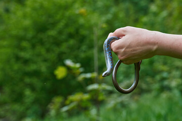 The slow worm (Anguis fragilis, deaf adder, a blindworm) in a female hand. Beautiful reptile in...