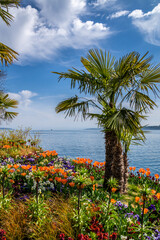 Ferien am schönen Bodensee Sommerzeit mit bunten Blumen und Palmen 	