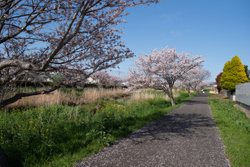 桜並木