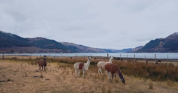 Llamas on the background of Scottish landscapes
