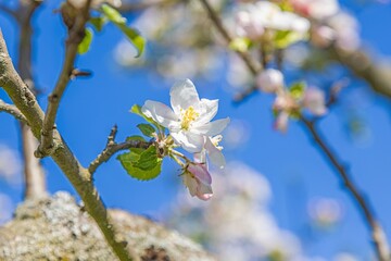 Close up of cherry blossoms in spring against blue sky
