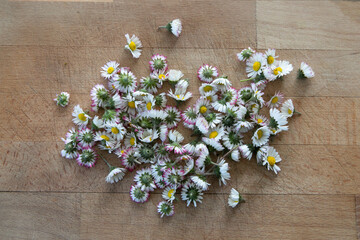 Bellis perennis, daisy, english daisy, english daisy, lawn daisy, common daisy.  Hand picked, fresh daisie flowers on a wooden table ready to be dried and used as a herbal tea. 