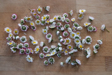 Bellis perennis, daisy, english daisy, english daisy, lawn daisy, common daisy.  Hand picked, fresh daisie flowers on a wooden table ready to be dried and used as a herbal tea. 