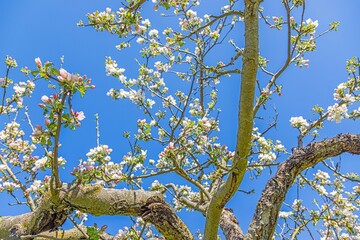 Close up of cherry blossoms in spring against blue sky