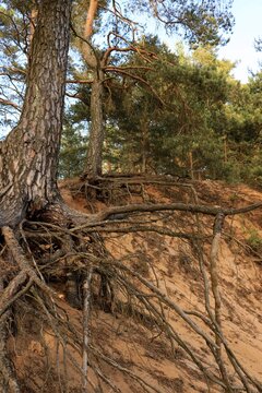 Korzenie Bilder Durchsuchen 2,638 Archivfotos, und