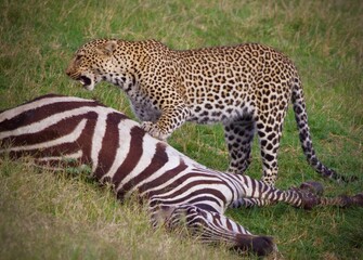 Leopard standing over a zebra kill