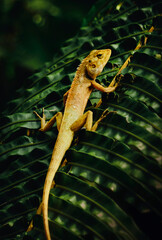 Oriental Forest Lizards Genus Calotes