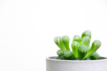 Close up of the beautiful pattern, shape and texture of a Haworthia cooperi plant in a grey pot on...